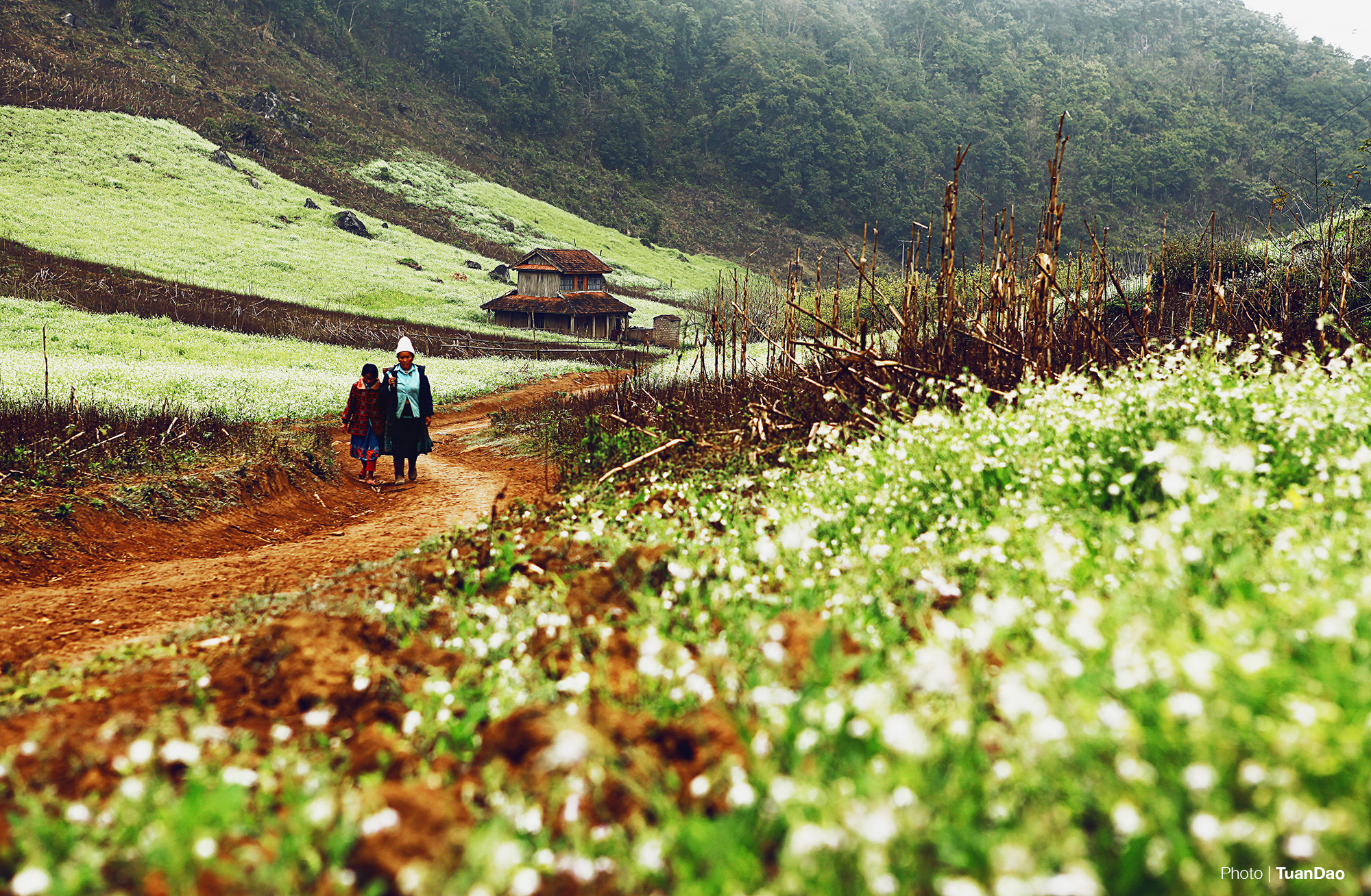 Hai mẹ con người dân tộc thiểu số đang đi qua cánh đồng hoa cải để trở về nhà (Ảnh: Tuấn Đào)
