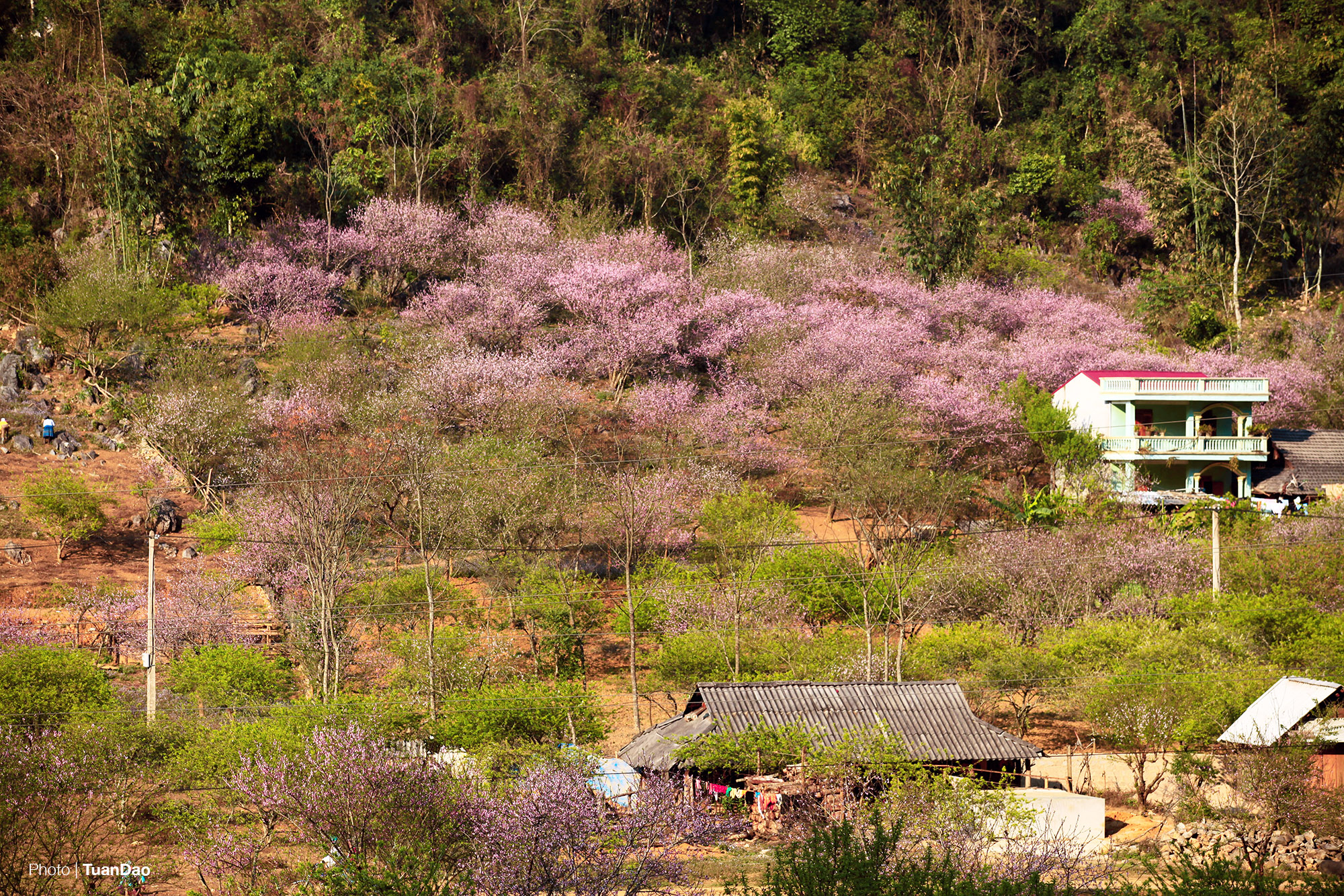 Những cây hoa đào mọc trên sườn đồi tạo nên những màu sắc rực rỡ (Ảnh: Tuấn Đào)