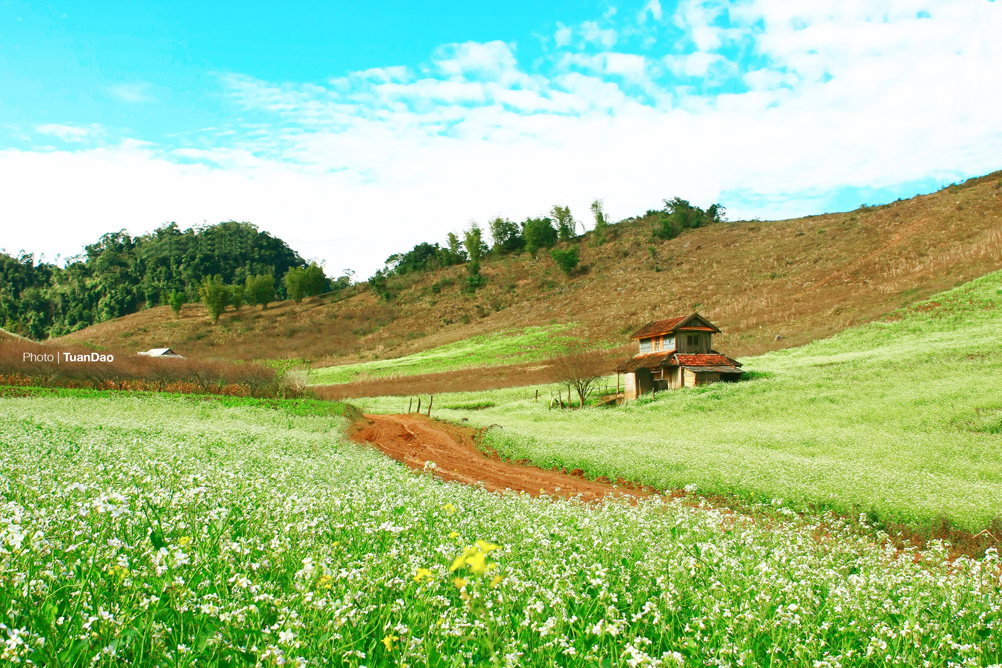 Ngoài hoa mận, hoa đào, Mộc Châu còn nổi tiếng với những cánh đồng hoa cải được trồng khắp các thung lũng. Những khung cảnh đẹp ngất ngây khiến nhiều du khách phải sững sờ (Ảnh: Tuấn Đào)