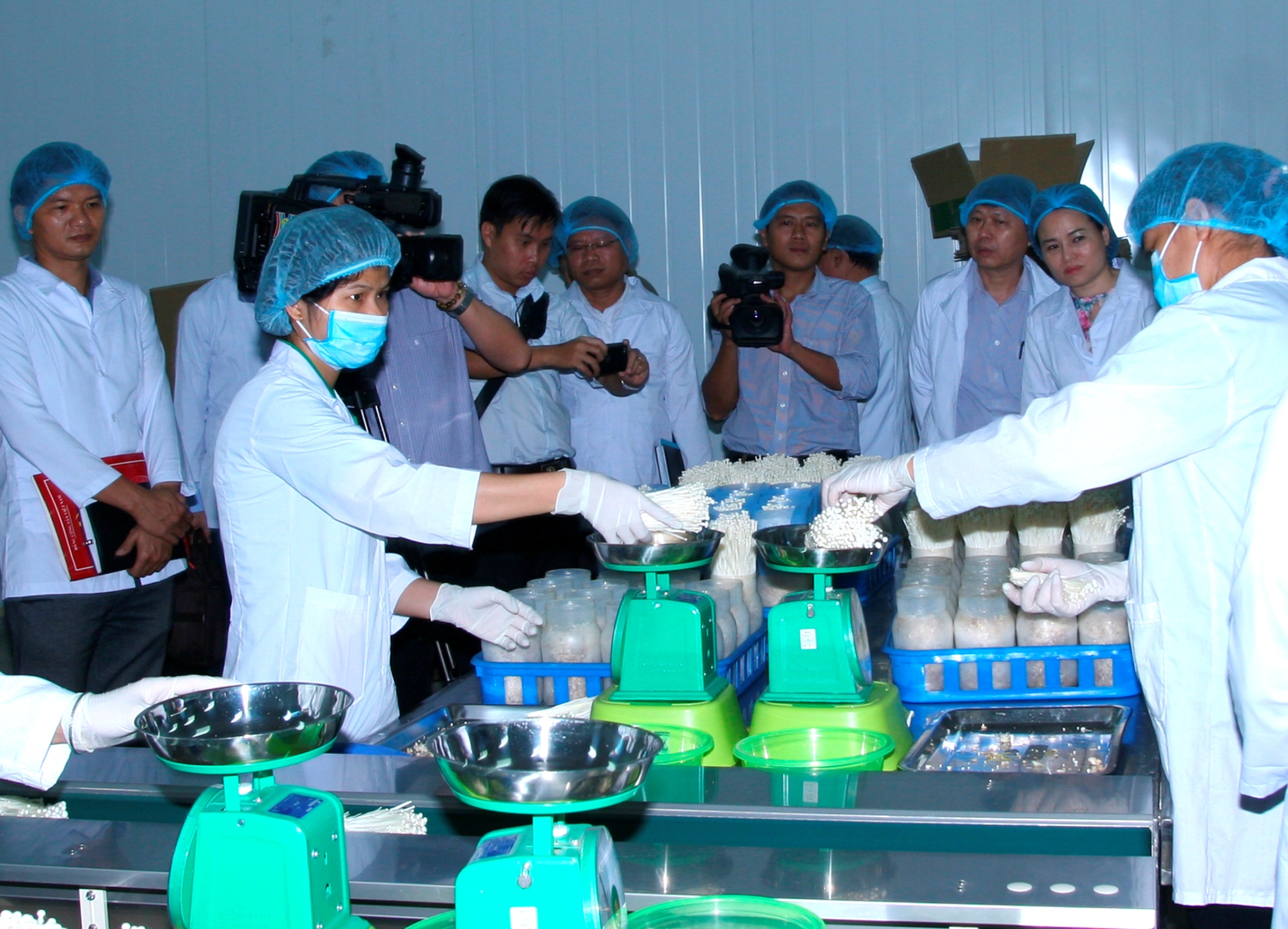 Đóng gói các sản phẩm nấm trước khi đưa ra thị trường tiêu thụ. (Ảnh: Thanh Tâm/Vietnam+)  