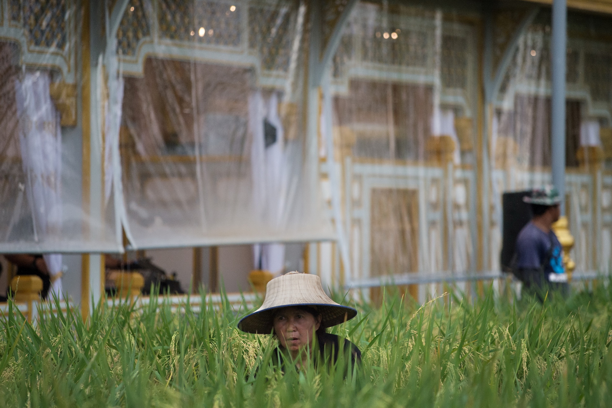 Nông dân Thái Lan phục dựng cánh đồng lúa phụ vụ cho lễ hỏa tháng cố Quốc vương Rama IX, như sự tri ân đối với di sản của Nhà Vua trong lĩnh vực nông nghiệp (Nguồn: AFP/TTXVN)