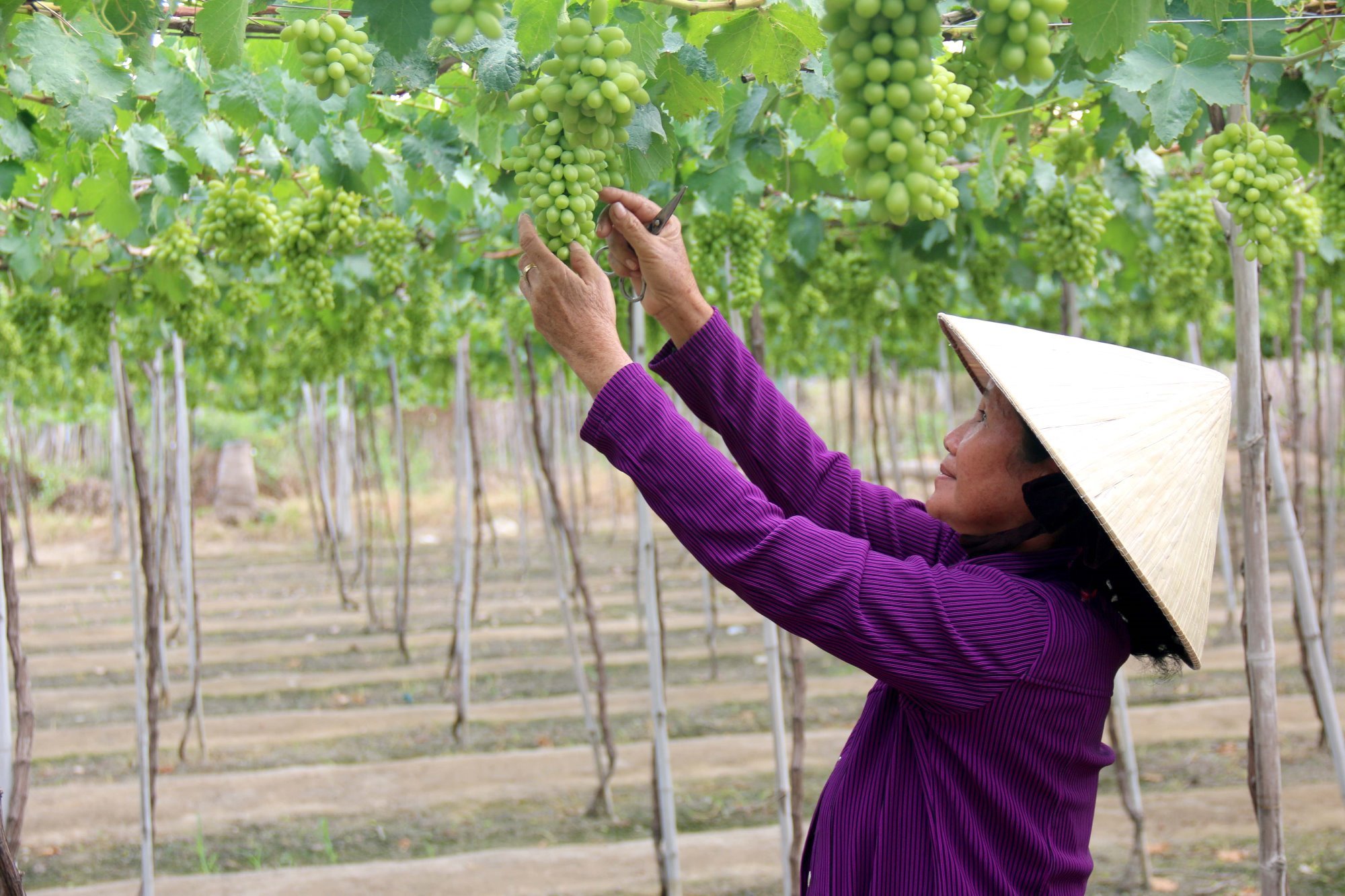 Mô hình trồng nho sạch tại huyện Tuy Phong, tỉnh Bình Thuận: (Ảnh: Nguyễn Thanh/TTXVN)