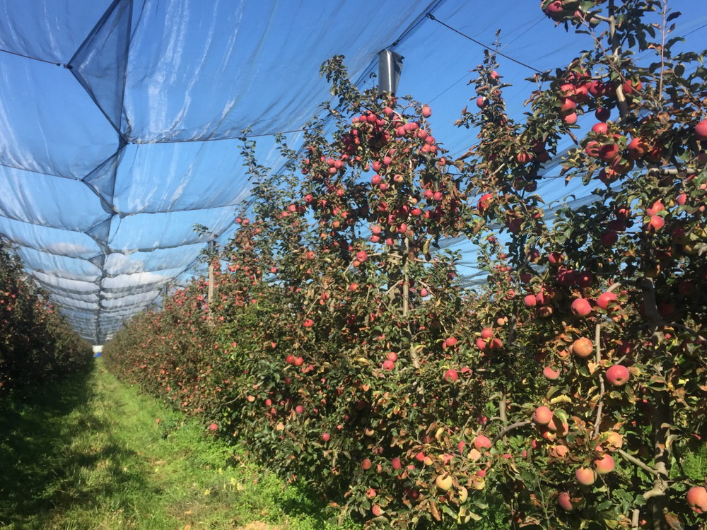 Vườn táo hữu cơ Juliet luôn được bao phủ bởi những tấm lưới chống côn trùng. (Ảnh: Hữu Công/Vietnam+)