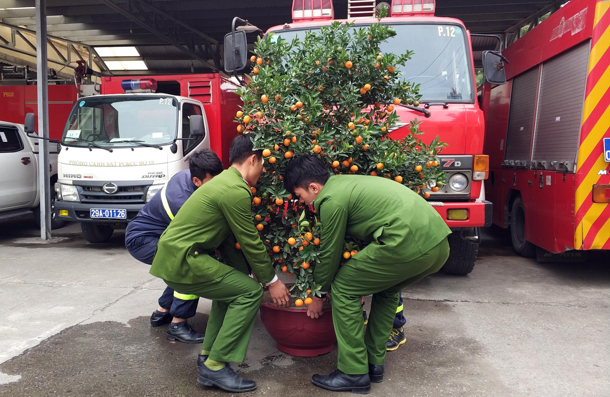 Những chậu quất được các chàng trai cứu hỏa lựa chọn kỹ lưỡng từ các vườn cây trong huyện Thường Tín. (Ảnh: T.H/Vietnam+)