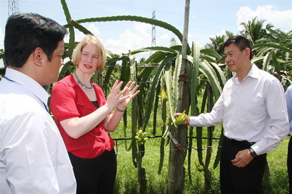 Việt Nam và New Zealand hợp tác trồng thanh long. (Nguồn: Vietnam+)