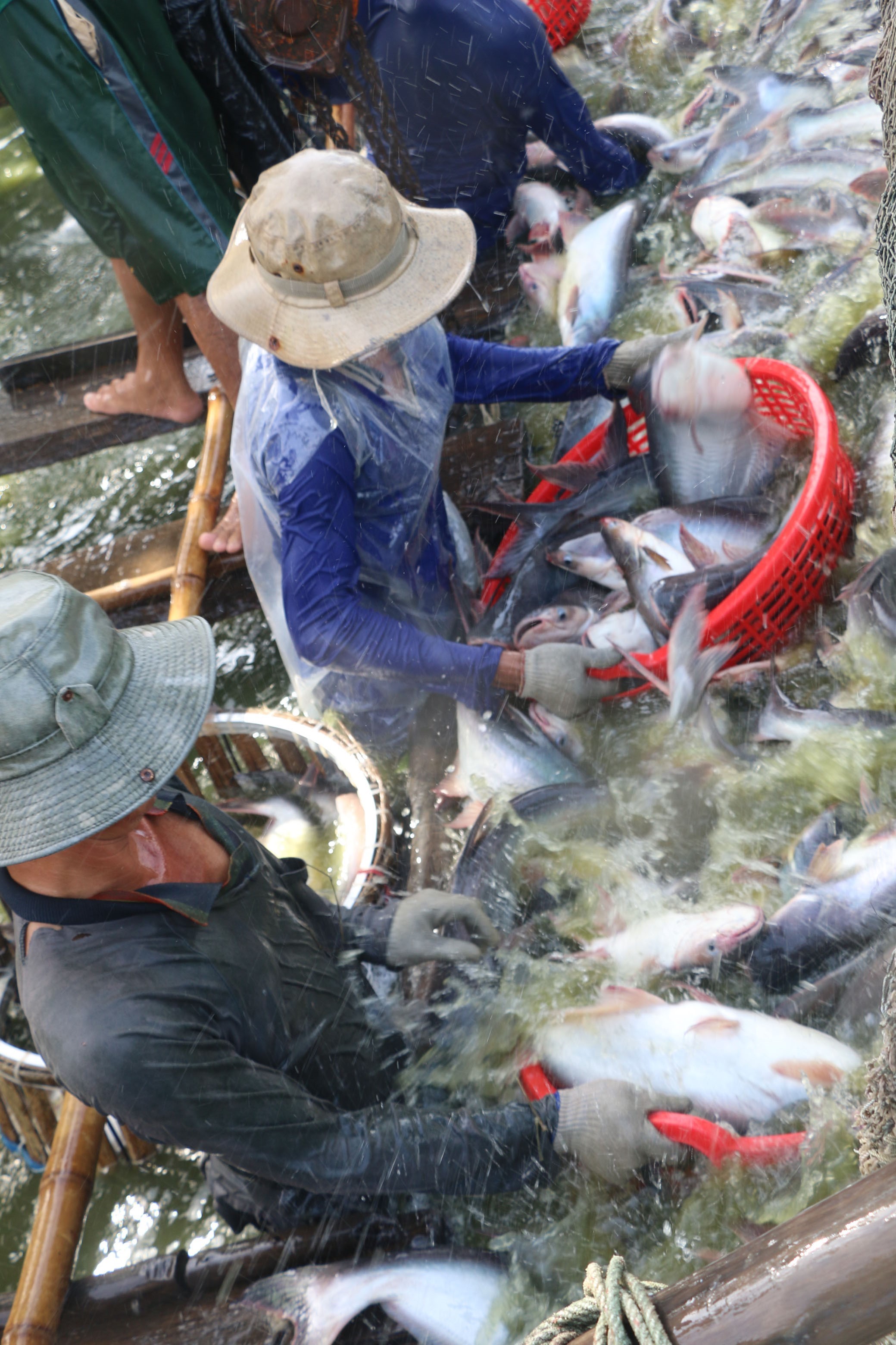 Tra fish farming in Vietnam (Photo: VNA)