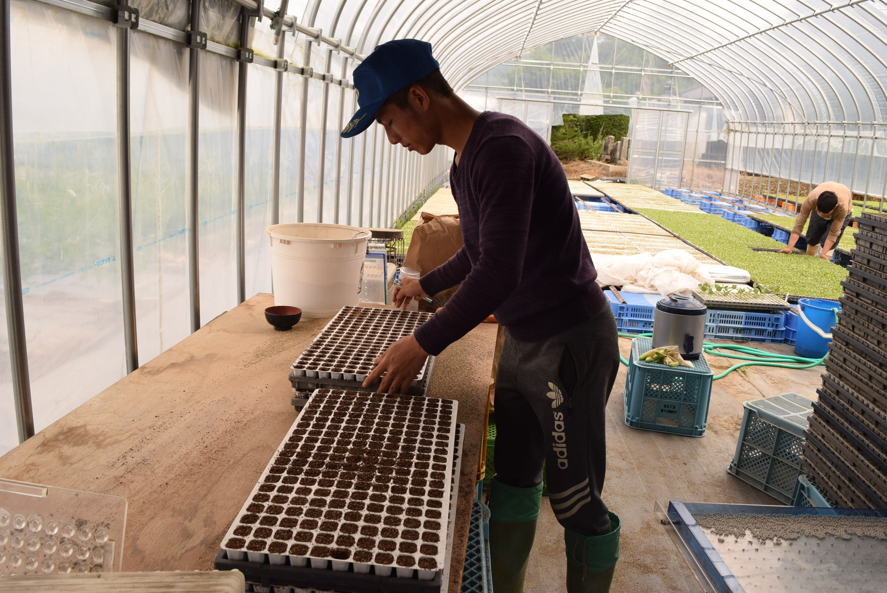 Thực tập sinh Việt Nam làm việc tại vườn ươm giống xà lách ở làng Kawakami. (Ảnh: Thành Hữu/Vietnam+)
