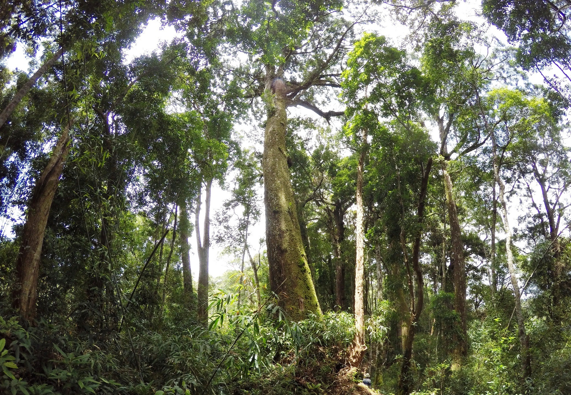 Đưa công nghệ vào rừng được coi là một bước đột phá trong công tác quản lý và bảo vệ rừng.(Ảnh: Vietnam+)