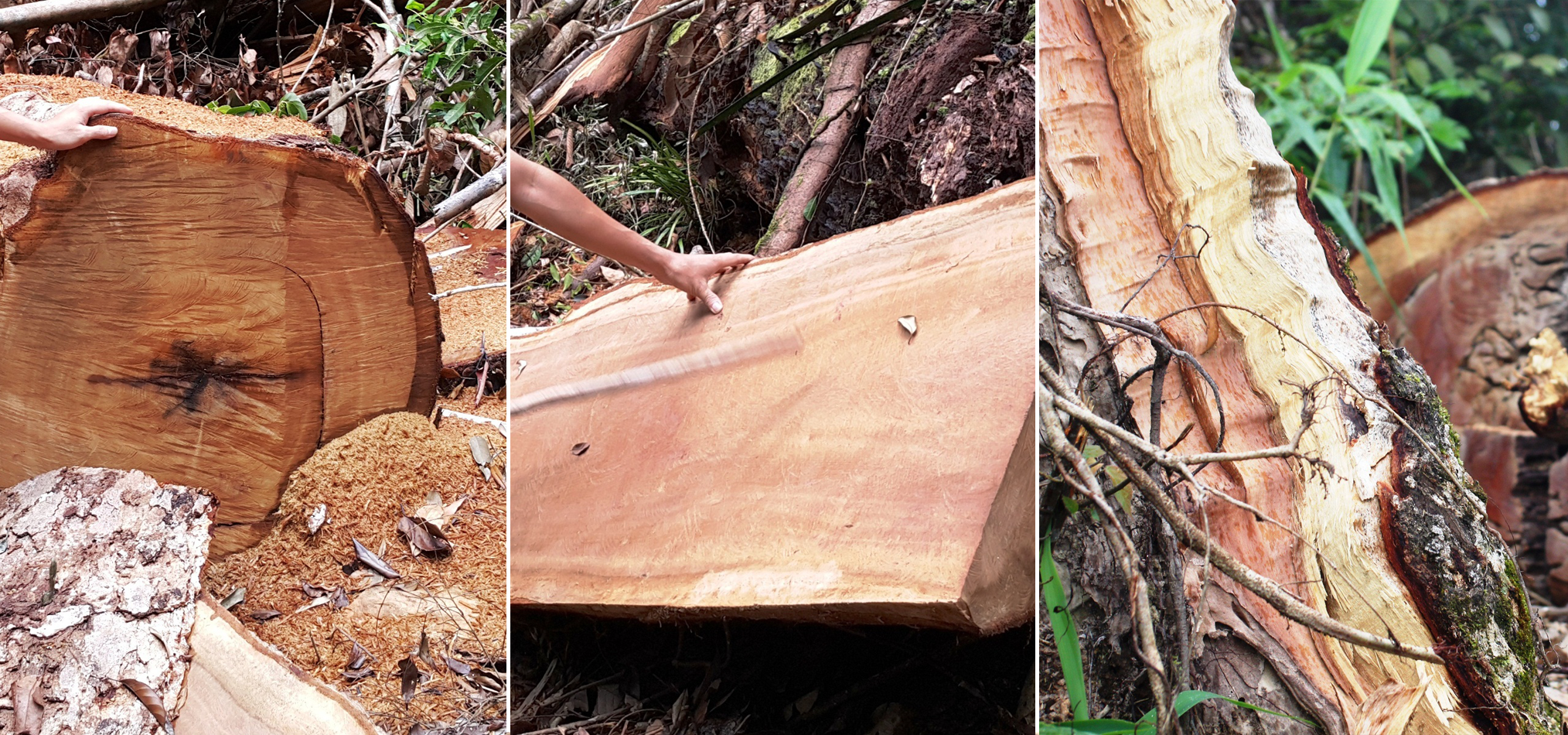 Tình trạng khai thác gỗ trái phép vẫn diễn biến hết sức phức tạp tại nhiều địa phương trên cả nước. (Ảnh: Vietnam+)