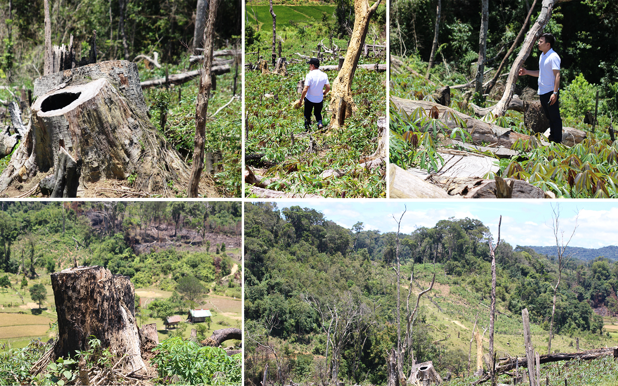 Những “đồi sắn lấn chiếm rừng” đã cao chừng nửa mét nhưng vẫn chưa thể phủ hết được “xác” của hàng vạn gốc cây cổ thụ đã bị đốn hạ. (Ảnh: Vietnam+)