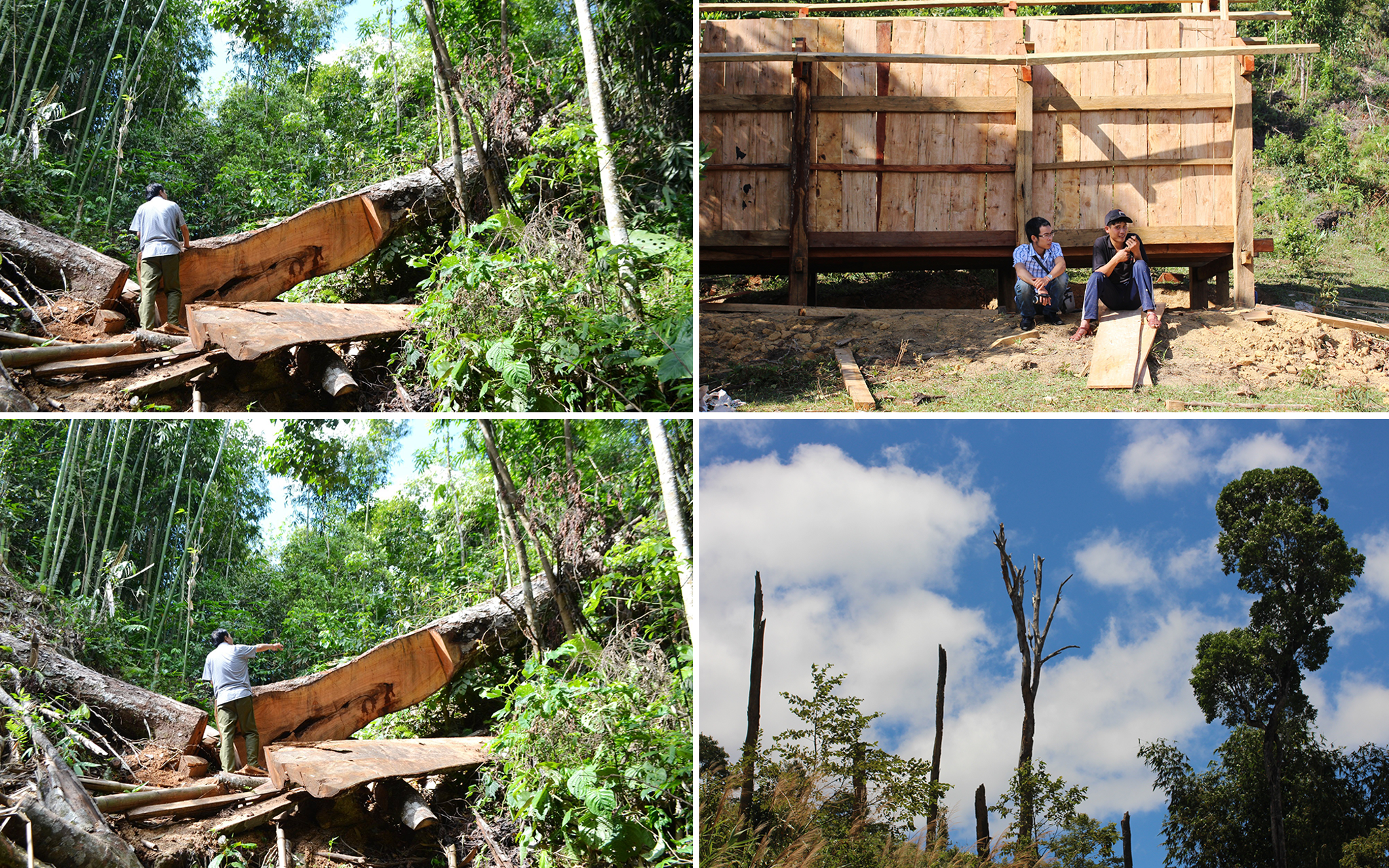 Người dân tự do vào rừng khai thác gỗ về làm nhà. (Ảnh: Vietnam+)
