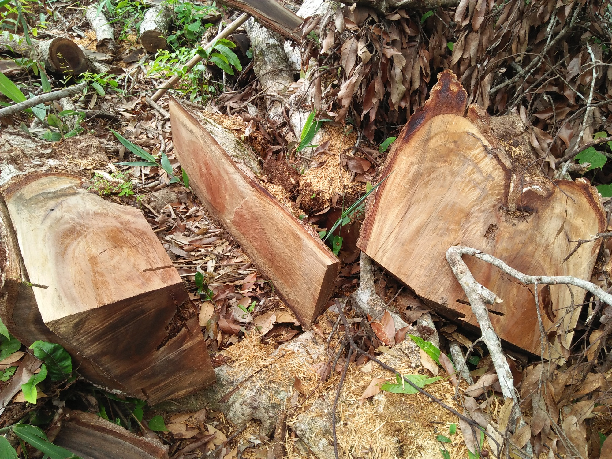 Bất chấp những quyết tâm và mệnh lệnh của Chính phủ, tại nhiều địa phương trên cả nước, tình trạng “phá sơn lâm,” làm suy giảm diện tích rừng tự nhiên vẫn diễn biến hết sức phức tạp. (Ảnh: Vietnam+)
