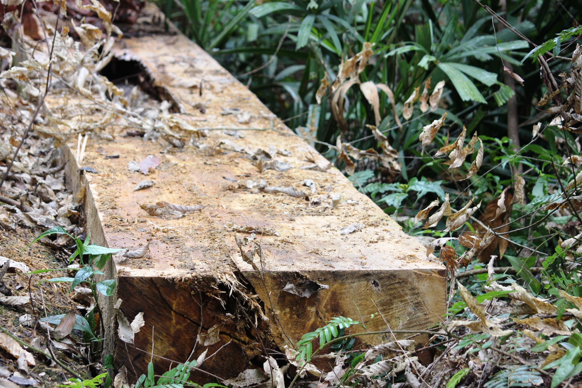 Nhiều nơi rừng bị tàn phá quá nhanh đã khiến hàng ngàn hécta rừng “bốc hơi” khó hiểu. (Ảnh: Vietnam+)