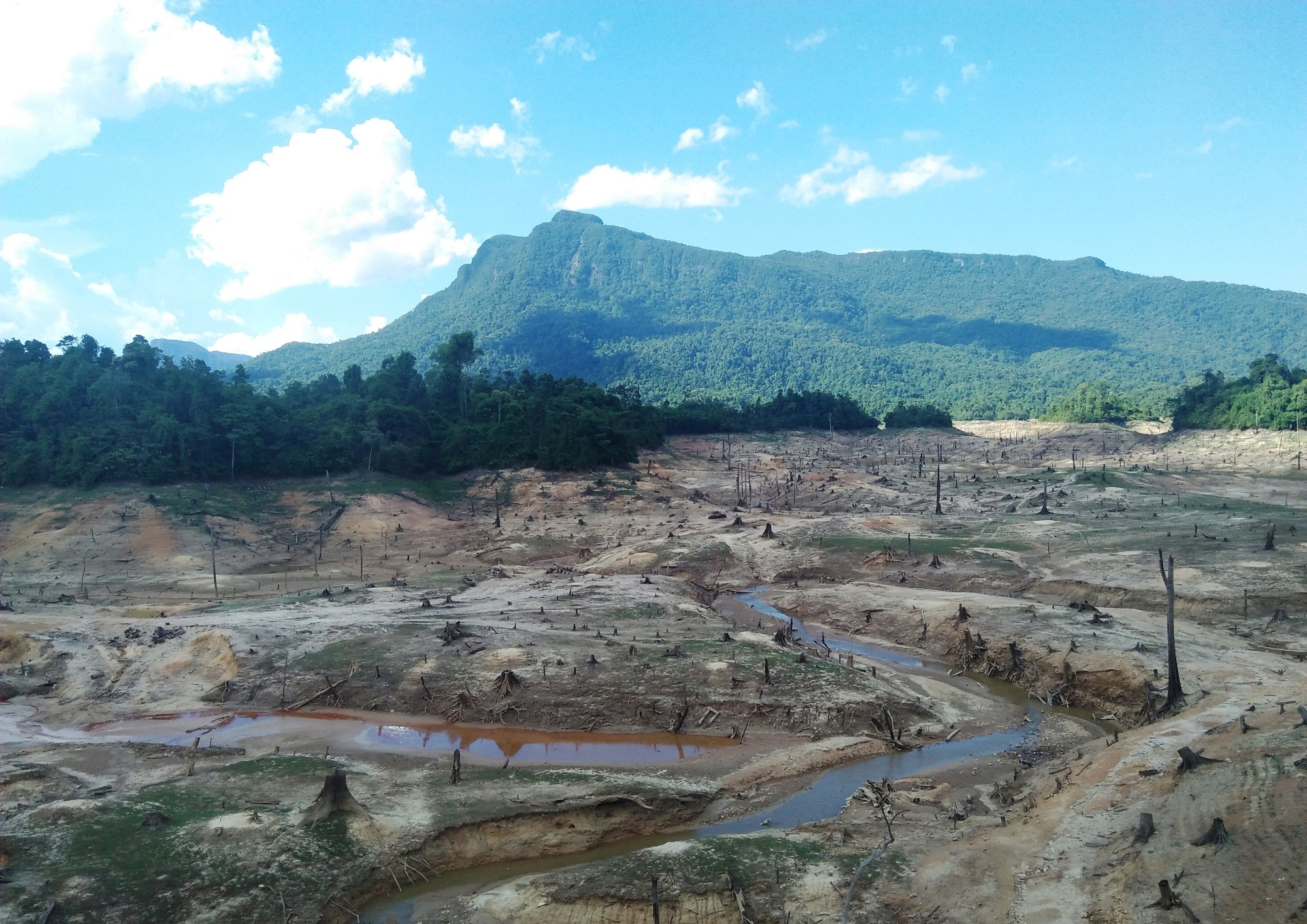 Hàng ngàn cây cổ thụ bị đốn hạ như thể “nghĩa địa rừng tự nhiên.” (Ảnh: Hùng Võ/Vietnam+)
