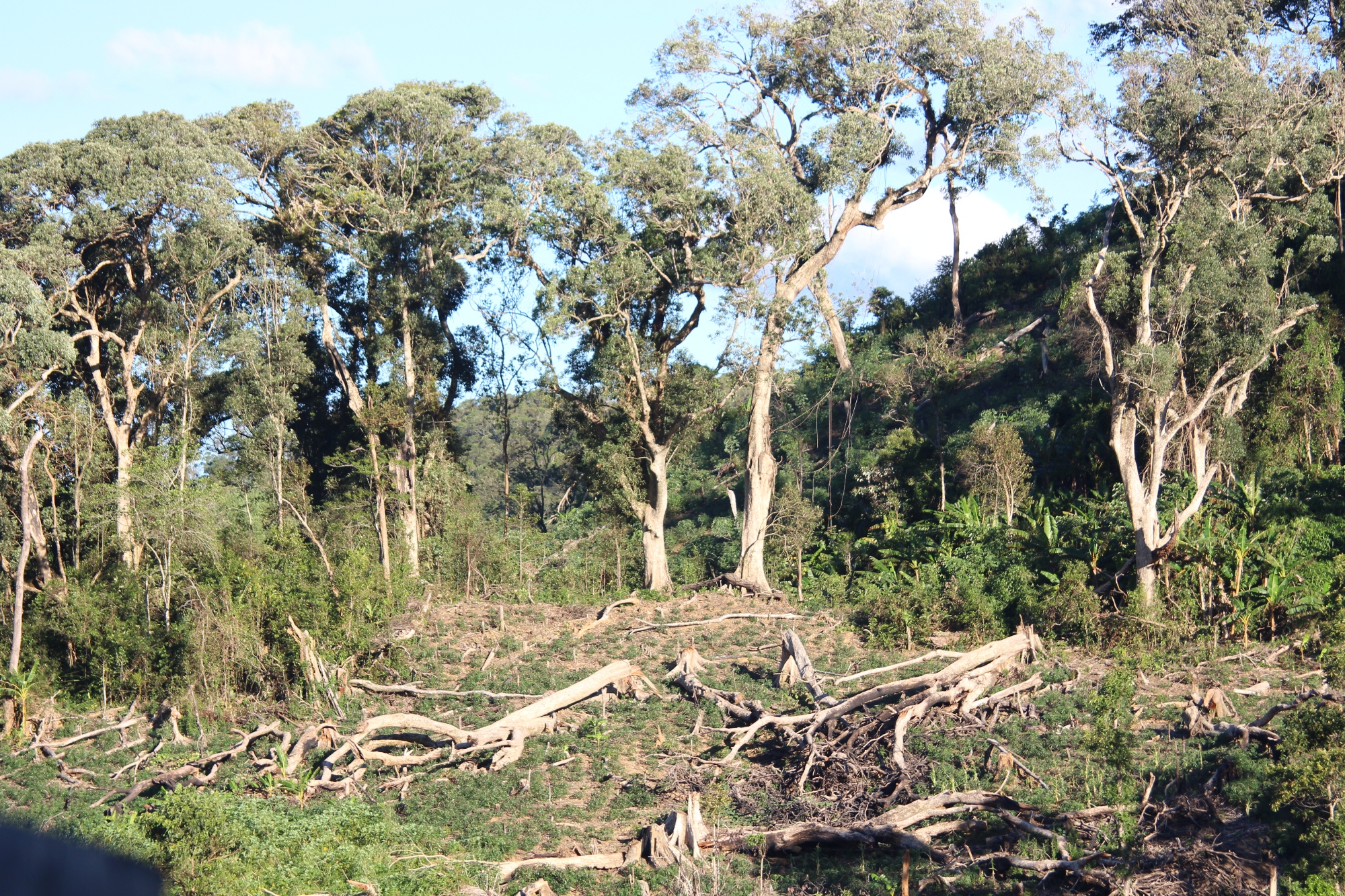Mặc dù đã nhận tiền chính sách chi trả dịch vụ môi trường rừng, nhưng thay vì bảo vệ, chính cộng đồng lại đi phá rừng, khai thác gỗ trái phép. (Ảnh: Vietnam+)