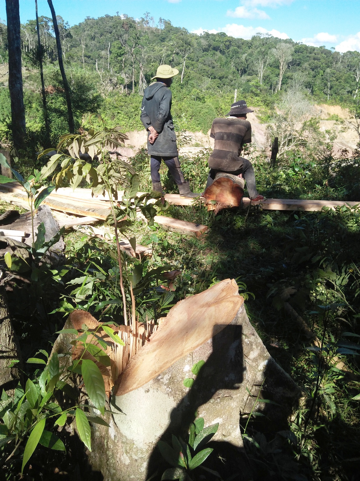Trớ trêu thực cảnh người nhận tiền chính sách chi trả dịch vụ môi trường rừng lại đi phá rừng, khai thác gỗ trái phép. (Ảnh: Vietnam+)