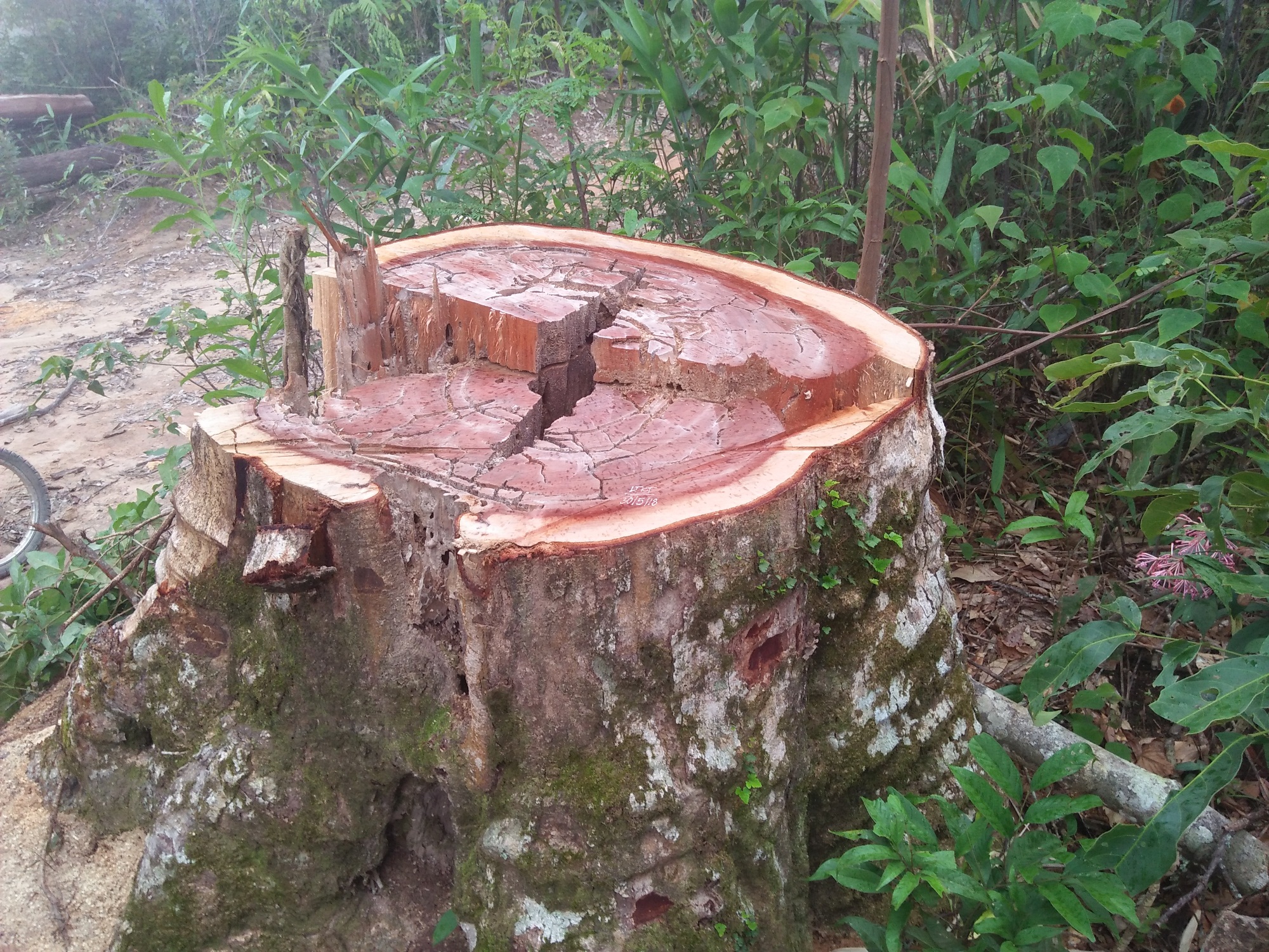 Một cây thông nàng bị chặt hạ còn lại phần gốc tại lâm phần của Công ty Trách nhiệm hữu hạn Một thành viên Lâm nghiệp Đắk Tô, tỉnh Kon Tum. (Ảnh: Vietnam+)