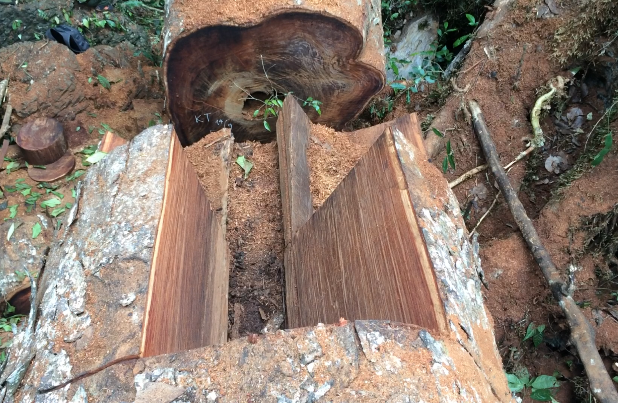 Tại Hà Giang, gần một thập kỷ nay, hầu như năm nào cũng xảy ra những vụ phá rừng lớn, gây thiệt hại hàng trăm m3 gỗ trong rừng đặc dụng. (Ảnh: Vietnam+)