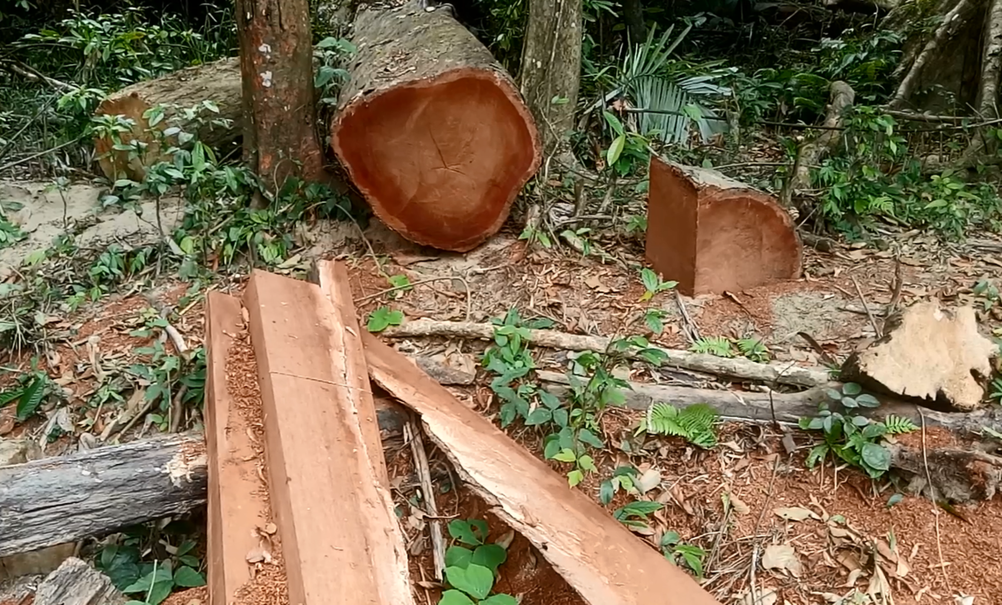 Chặt phá gỗ nghiến tại rừng đặc dụng Phong Quang, tỉnh Hà Giang. (Ảnh: Vietnam+)
