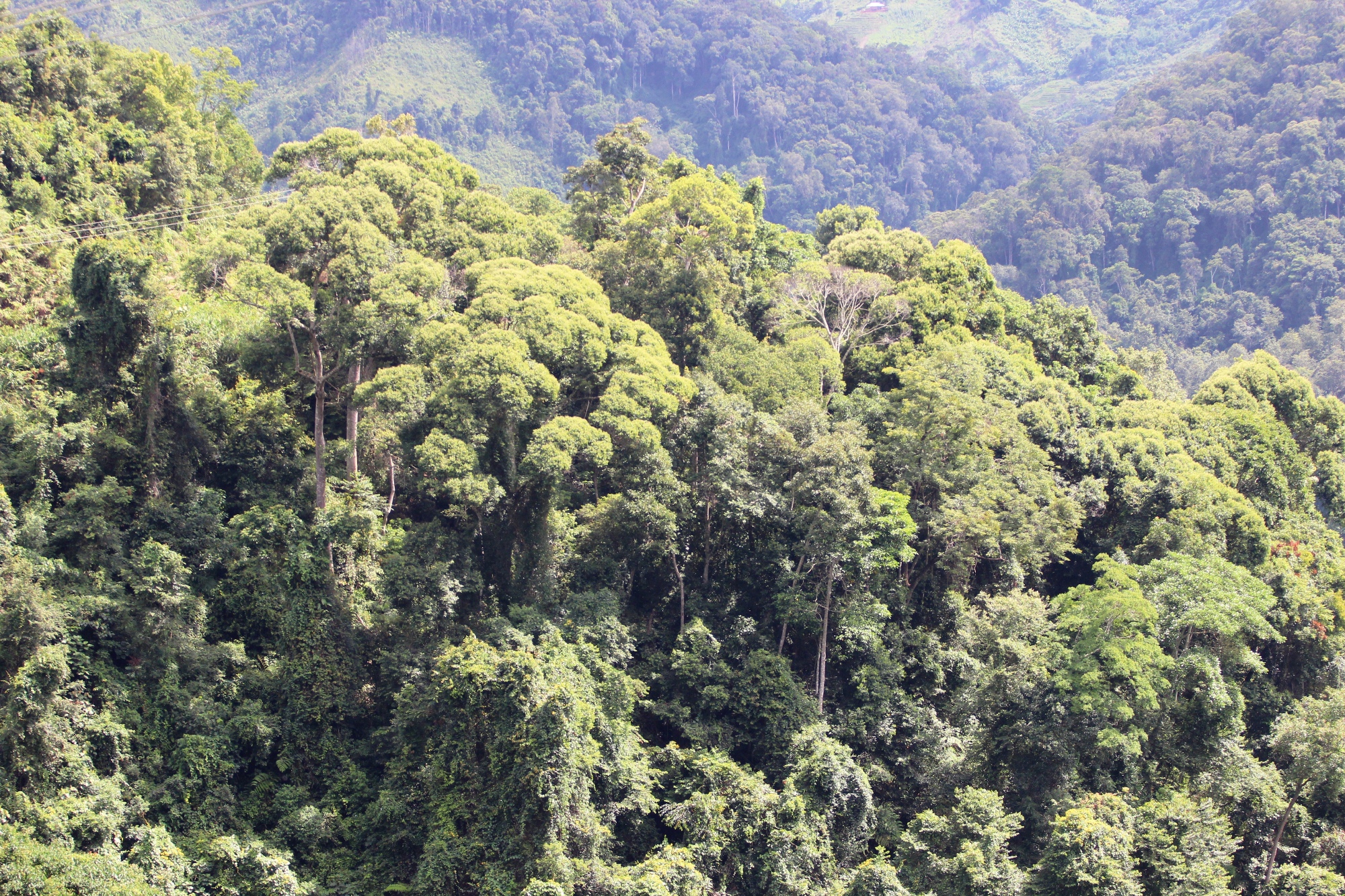 Sau 13 năm triển khai, Luật Bảo vệ phát triển rừng 2014 đã thể hiện sự chồng chéo, trùng phủ nhau, đặc biệt là còn thiếu những chính sách có hiệu quả trong việc ngăn chặn, đẩy lùi tình trạng “mất rừng theo kiểu mới” . (Ảnh: Hùng Võ/Vietnam+)