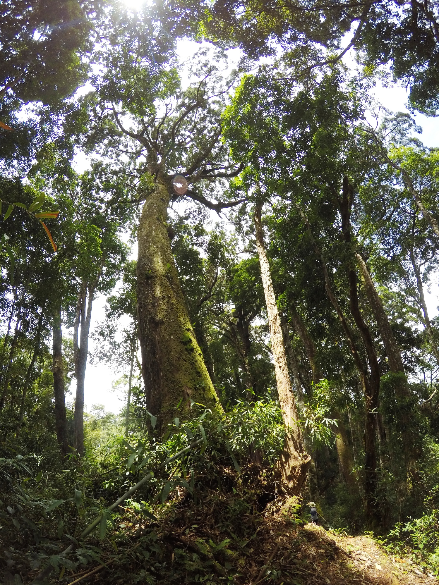 Trong khi rừng tự nhiên đang bị tàn phá tan hoang khắp chốn, thì tại huyện Tây Giang, tỉnh Quảng Nam, những khu rừng cây pơmu cổ thụ vẫn được gìn giữ vẹn nguyên. (Ảnh: Vietnam+)