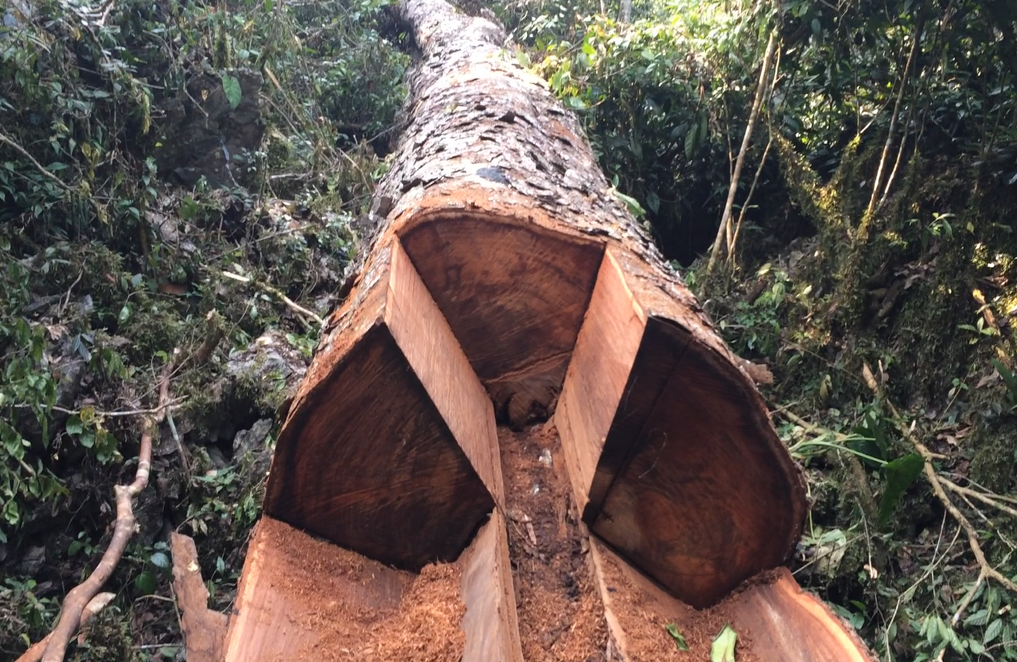 Một gốc cây cổ thị bị lâm tặc chặt hạ, cưa xẻ chưa kịp tẩu tán ra khỏi rừng xanh.(Nguồn: Vietnam+)