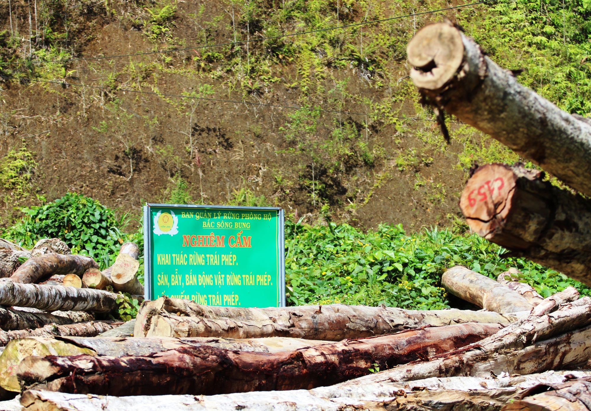Một bãi tập kết gỗ nằm ngổn ngang ngay dưới tấm biển nghiêm cấm khai thác rừng trái phép ở tỉnh Quảng Nam. (Ảnh: Vietnam+)