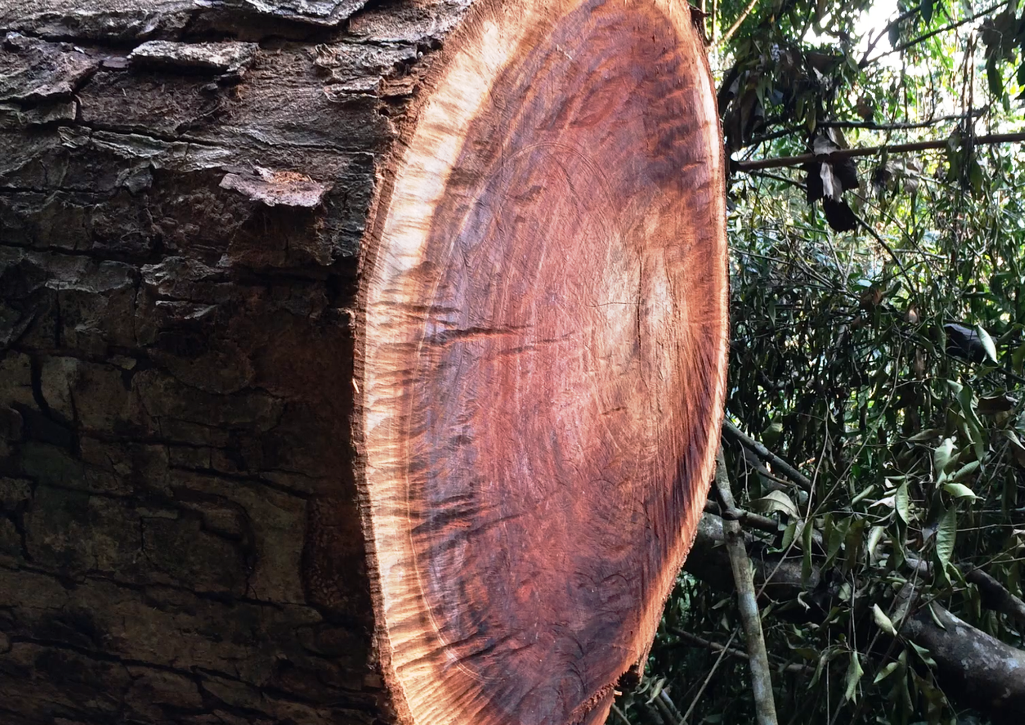Một khúc gỗ nghiến có đường kính rất lớn còn sót lại tại hiện trường một vụ chặt phá rừng nghiến cổ thụ Phong Quang, tỉnh Hà Giang. (Ảnh: Vietnam+)