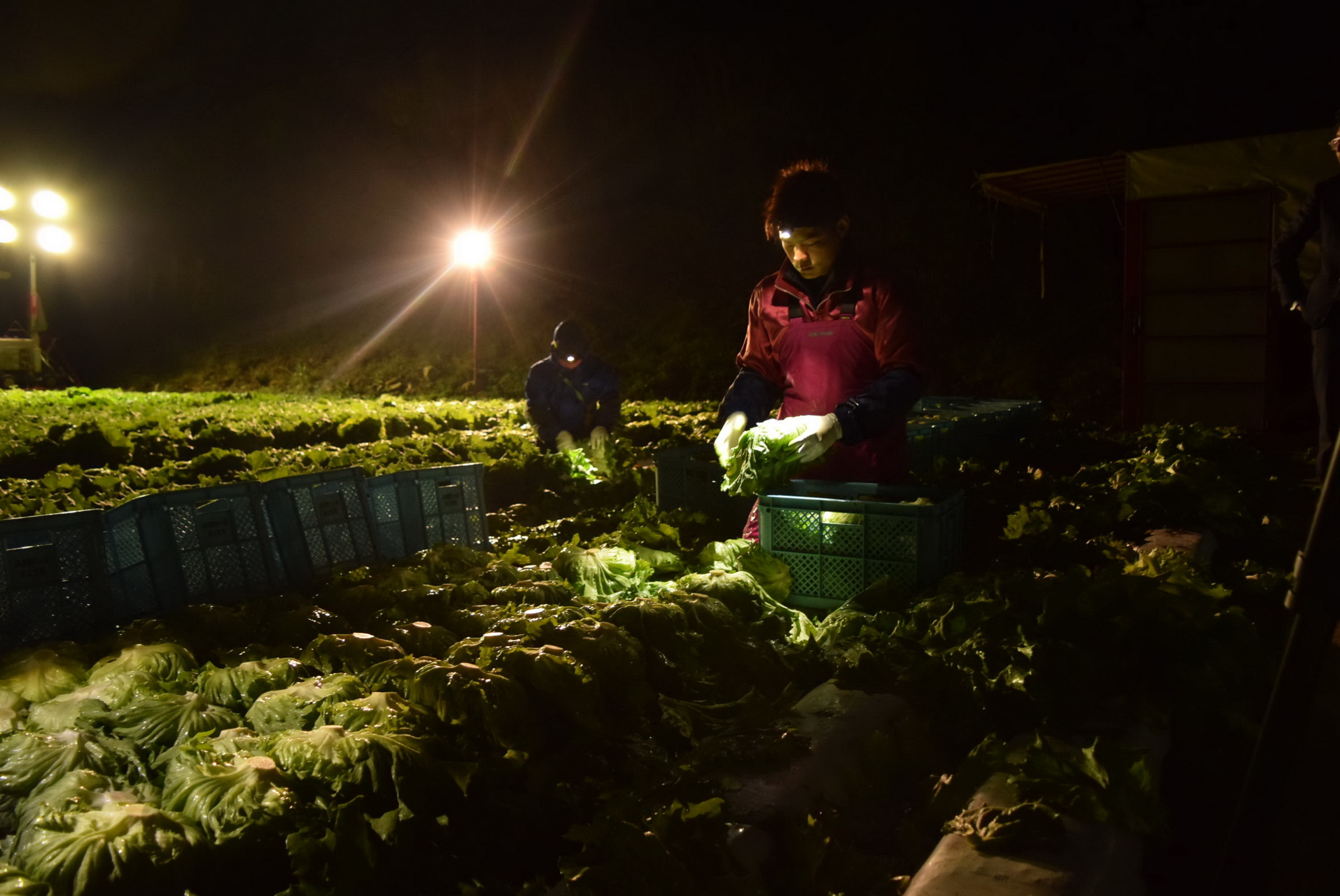 Lao động thu hoạch xà lách ở làng Kawakami. (Ảnh: Nguyễn Tuyến/Vietnam+)  