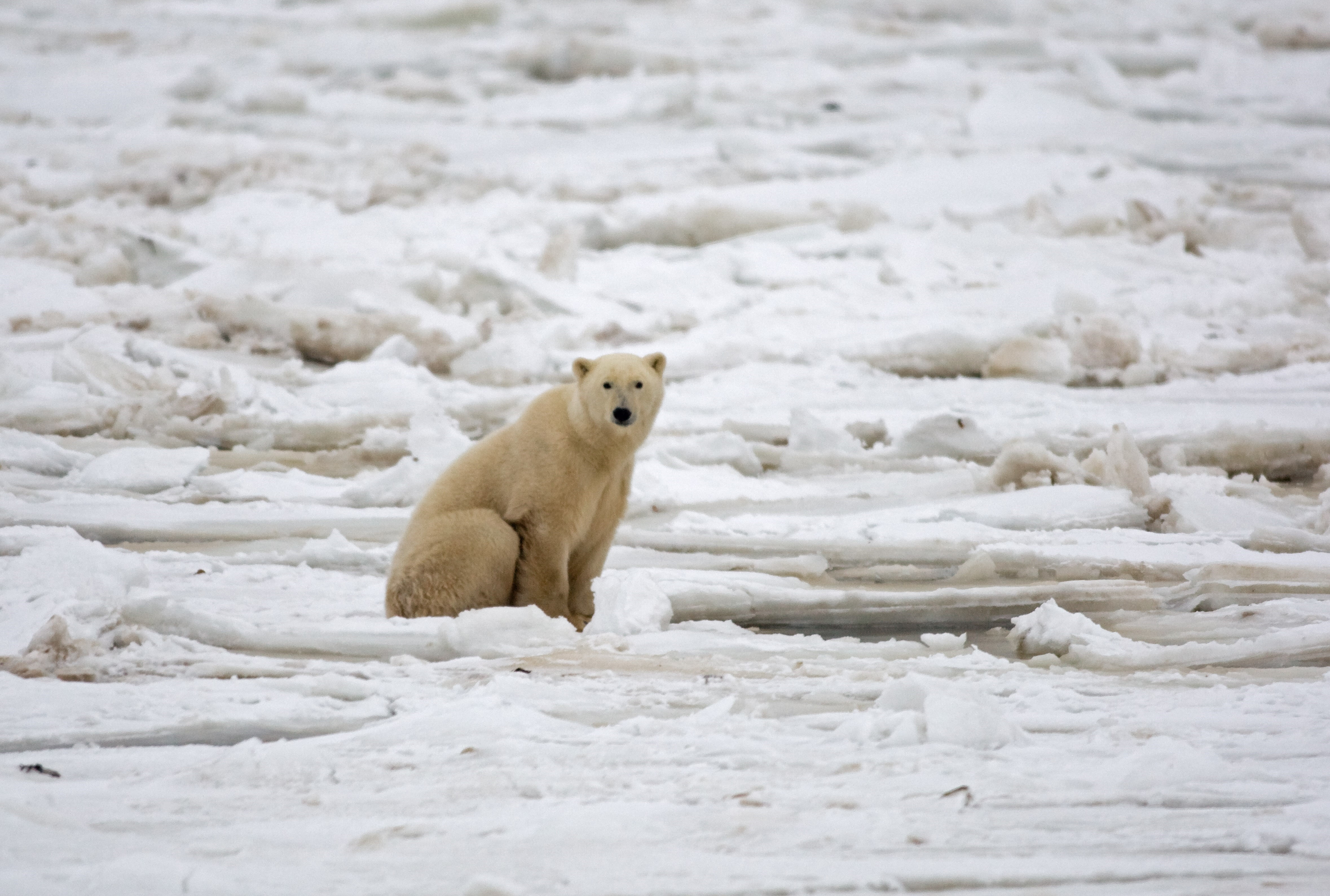 Gấu trắng bắc cực tại Mantioba, Canada. (Nguồn: AFP/TTXVN)