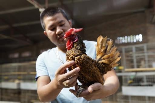 Nguyễn Quang Nam là một ông chủ trang trại khá kỳ lạ. Đầu húi cua, dáng người hơi đậm, ánh mắt luôn sáng rực lên niềm vui như con trẻ mỗi khi ai đó hỏi tới gà. 