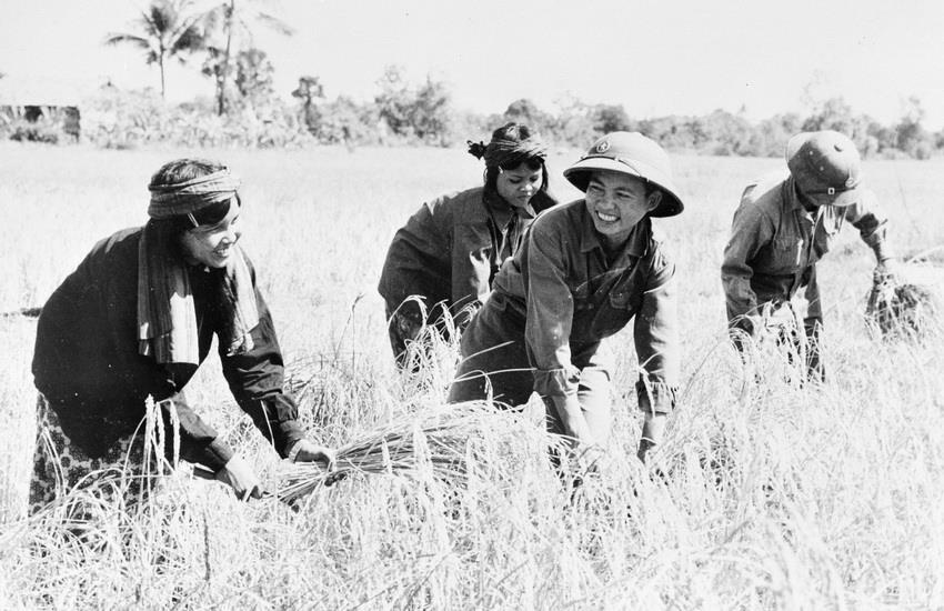 Des soldats vietnamiens aident des agriculteurs cambodgiens dans la récolte du riz. Photo: VNA