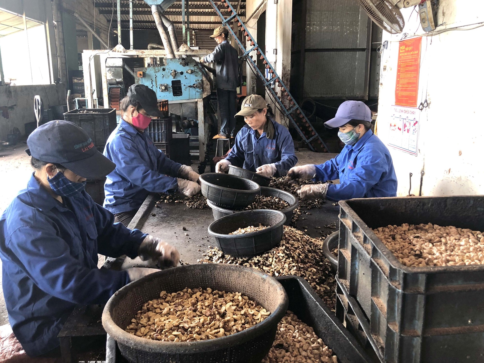 Workers of the Viet Hung Co. Ltd, based in Hoai Tan commune of Hoai Nhon district, Binh Dinh province, are classifying cashew nuts (Photo: VNA)