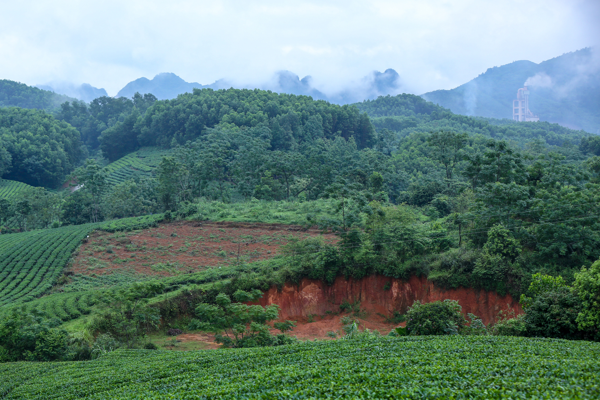 Many tea hills in Son Cau town are being destroyed 