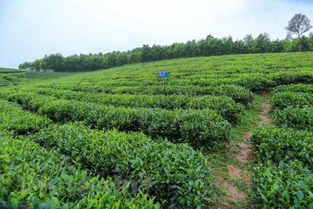 Tea hills in Song Cau town