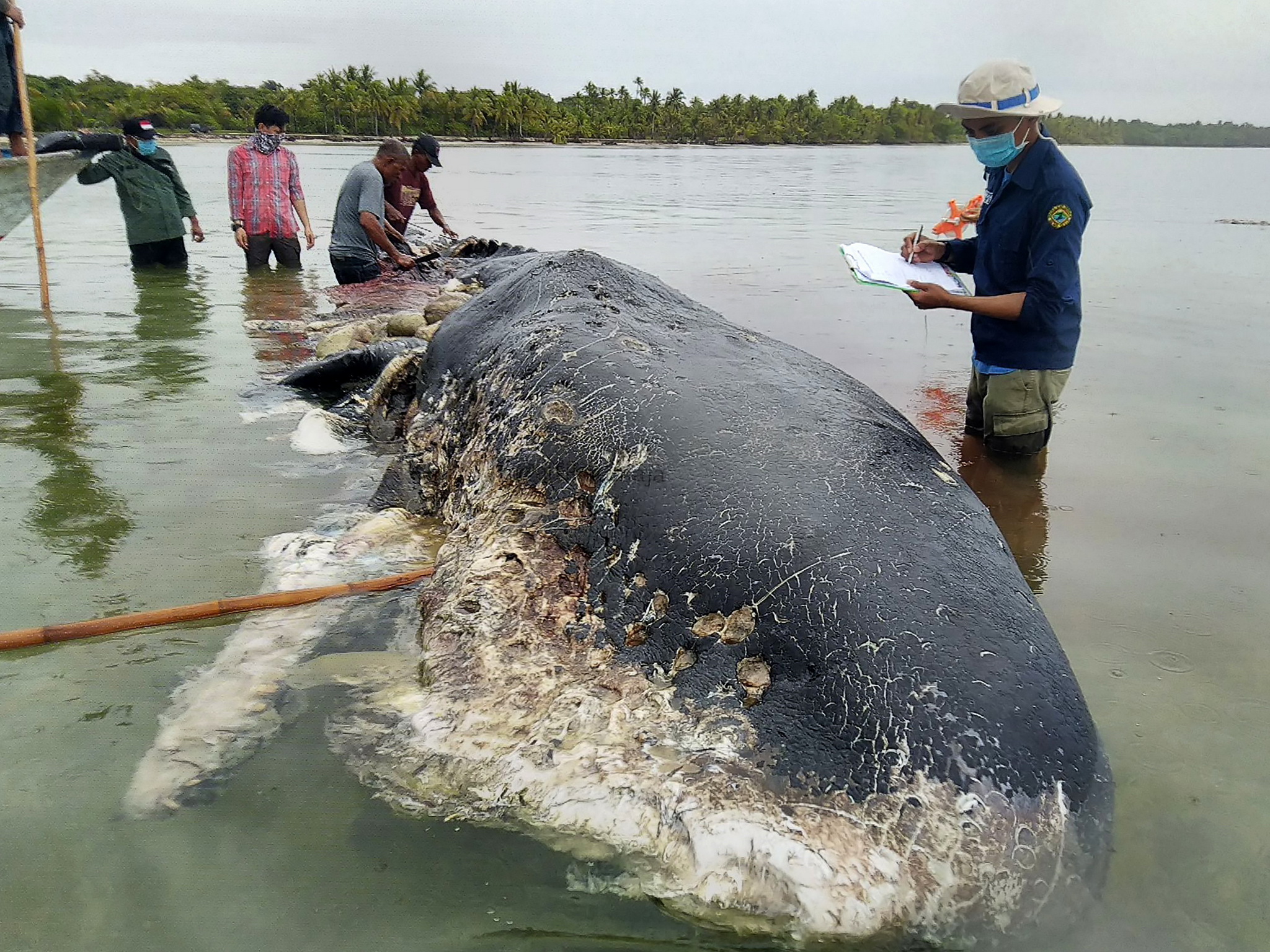 Dạ dày một con cá voi chứa tới 6kg rác thải nhựa. Con cá voi này chết, trôi dạt vào bờ biển tại khu bảo tồn Wakatobi thuộc tỉnh Sulawesi, Đông Nam Indonesia. (Ảnh: TTXVN)