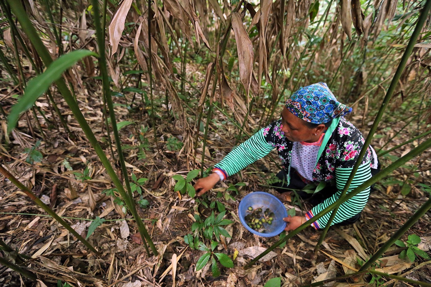 Trồng cây sa nhân đang là hướng đi mới trong phát triển nông nghiệp của nông dân vùng cao trên địa bàn tỉnh Điện Biên. (Ảnh: Phan Tuấn Anh/TTXVN)