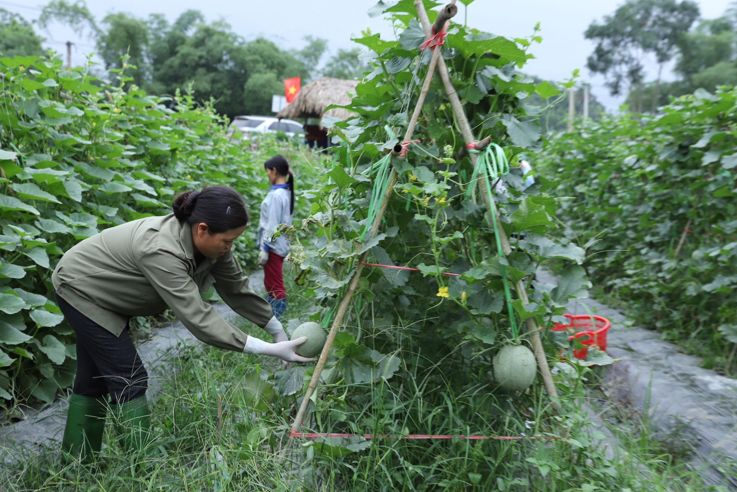 Mô hình hợp tác sản xuất dưa lưới giống Nhật Bản tại xã Kim Phượng, huyện Định Hóa, Thái Nguyên. (Ảnh: Hoàng Nguyên/TTXVN)