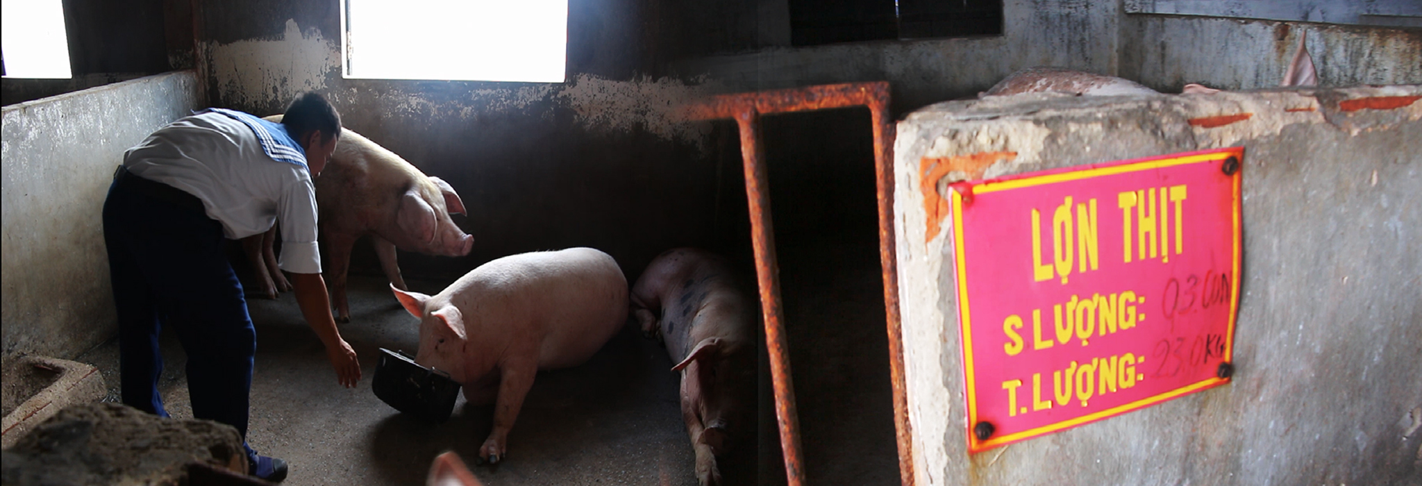 Nhờ được chăm sóc kỹ lưỡng, gia súc, gia cầm trên đảo phát triển rất tốt, nhiều con lợn có trọng lượng hơn 120kg.