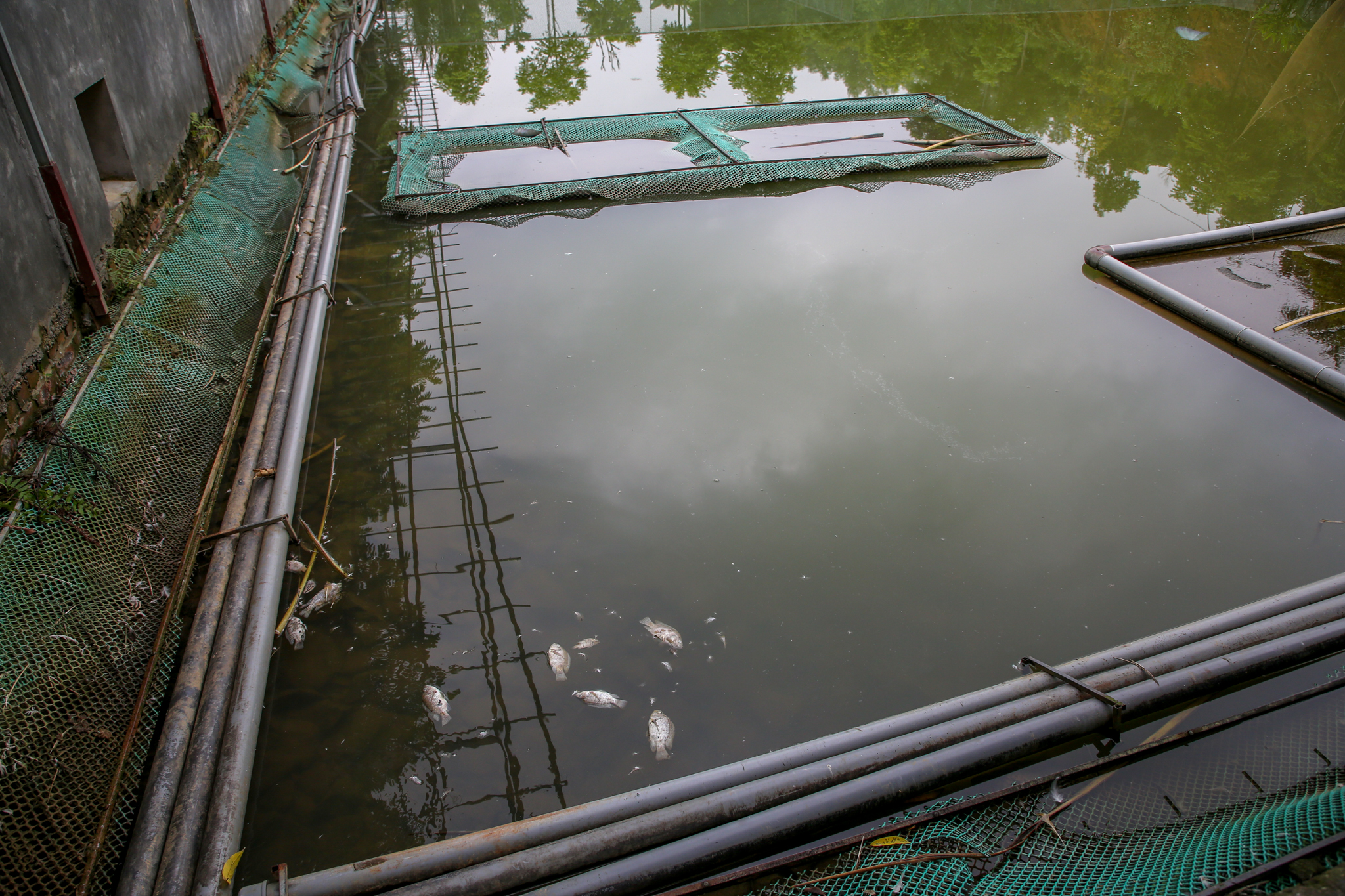 Chính việc suối ‘ngậm dầu’ đã khiến cho nhiều ao cá cũng như diện tích sản xuất nông nghiệp của người dân xung quanh bị ảnh hưởng nghiêm trọng. 