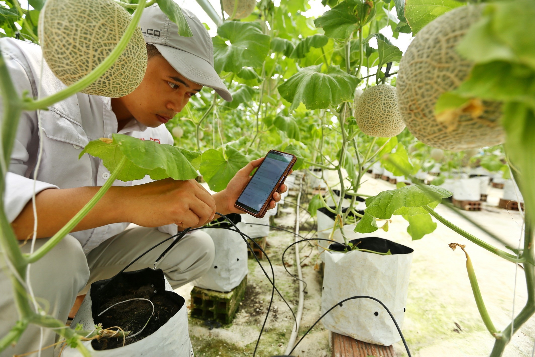 Kiểm tra hoạt động của hệ thống bơm tưới cho nhà dưa lưới khi điều khiển bằng ứng dụng trên điện thoại thông minh, tại mô hình trang trại thông minh Delco Farm (tại xã Nguyệt Đức, huyện Thuận Thành, Bắc Ninh). (Ảnh: Minh Quyết/TTXVN)