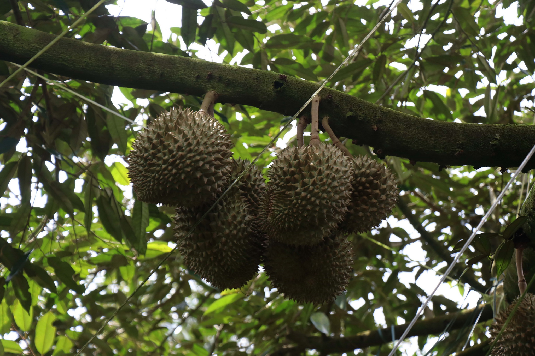 Cultivo estandarizado de durián. (Fuente: VNA)