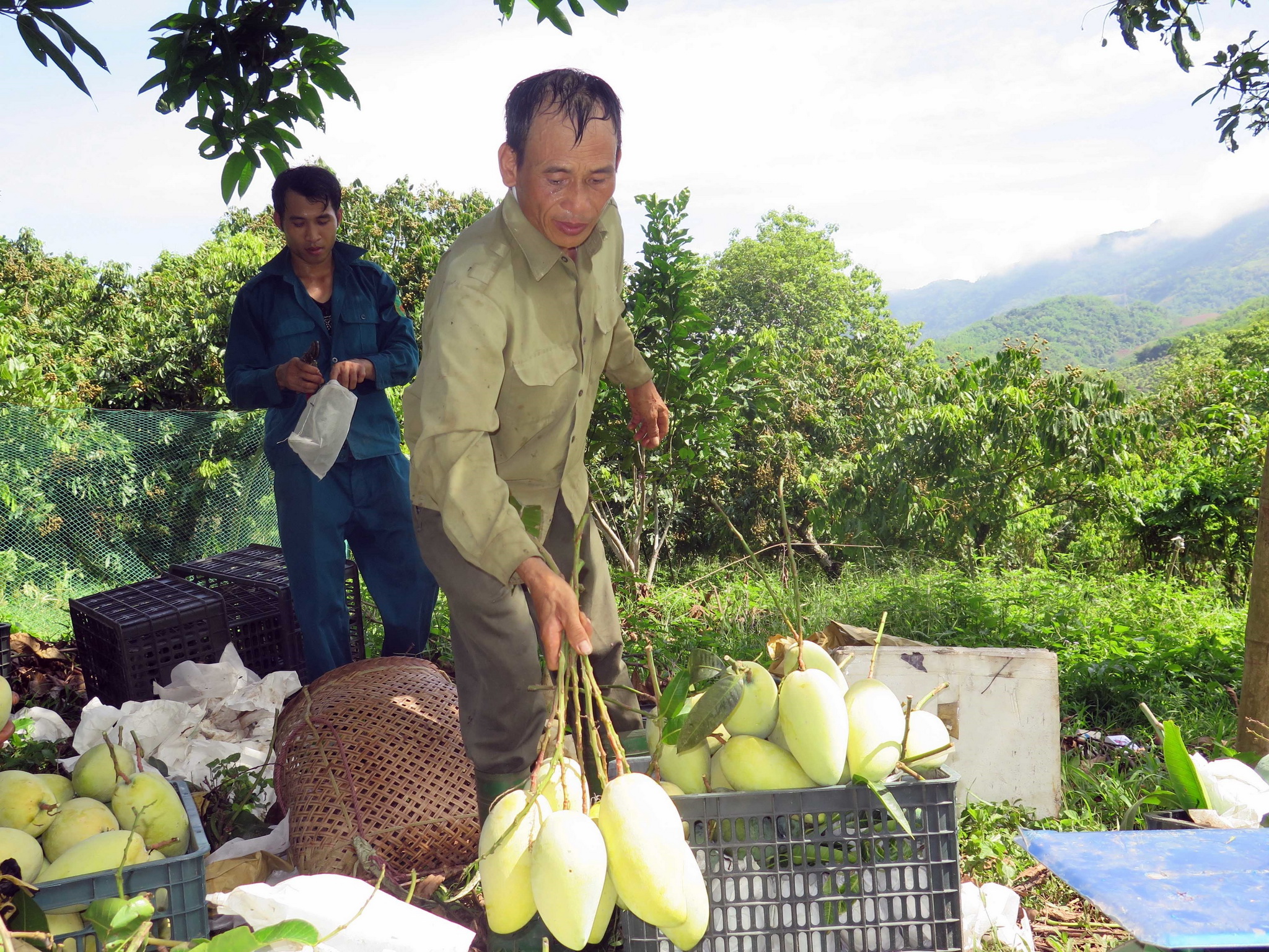 Clasificación de mango exportable en Lai Chau. (Fuente: VNA)