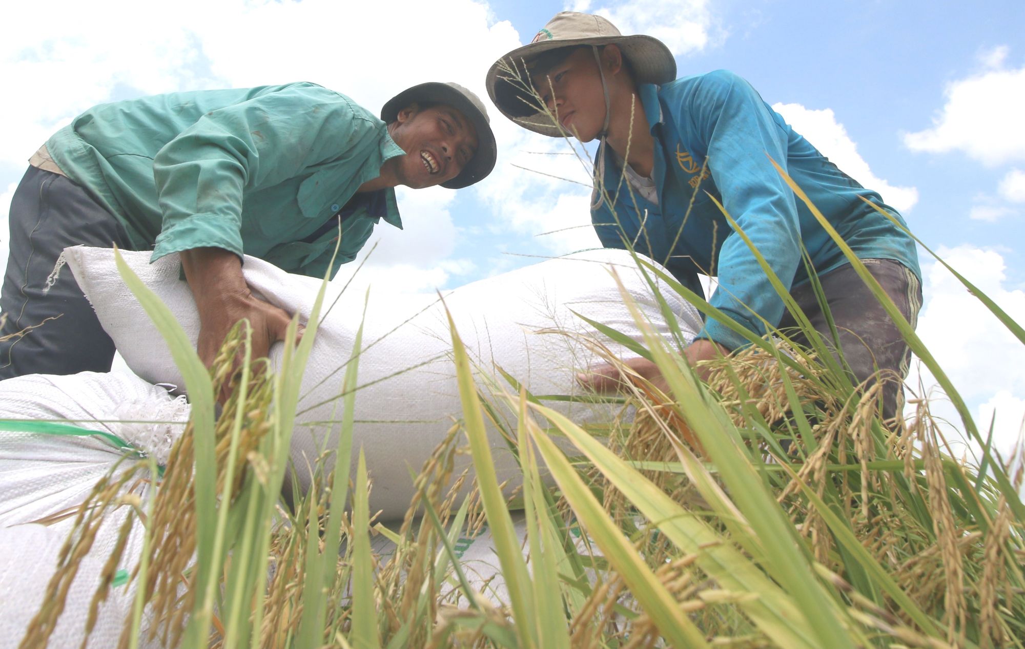 En las recientes tres décadas, las labores de la erradicación del hambre y la disminución de la pobreza han registrado avances impresionantes en el proceso del desarrollo económico de Vietnam (Fuente: VNA) 
