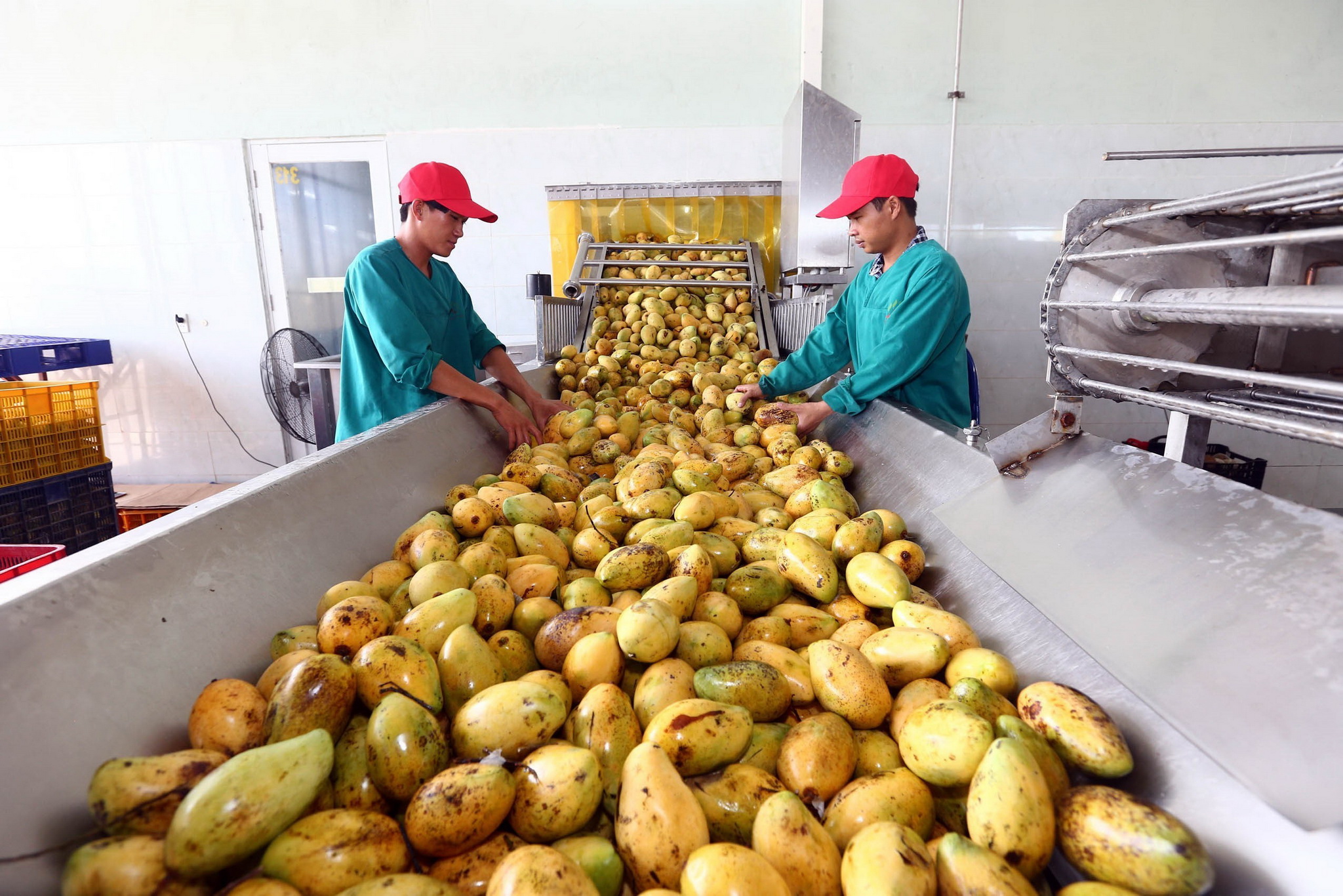 Mango production line of Southern Nafoods Joint Stock Company (Photo: VNA).