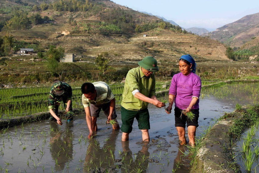 Bộ đội Biên phòng và chiến sỹ Đoàn Kinh tế quốc phòng 356 giúp dân trồng lúa nước tại bản Hoang Thèn, xã Vàng Ma Chải, huyện Phong Thổ, tỉnh Lai Châu. (Ảnh: Quý Trung/TTXVN)
