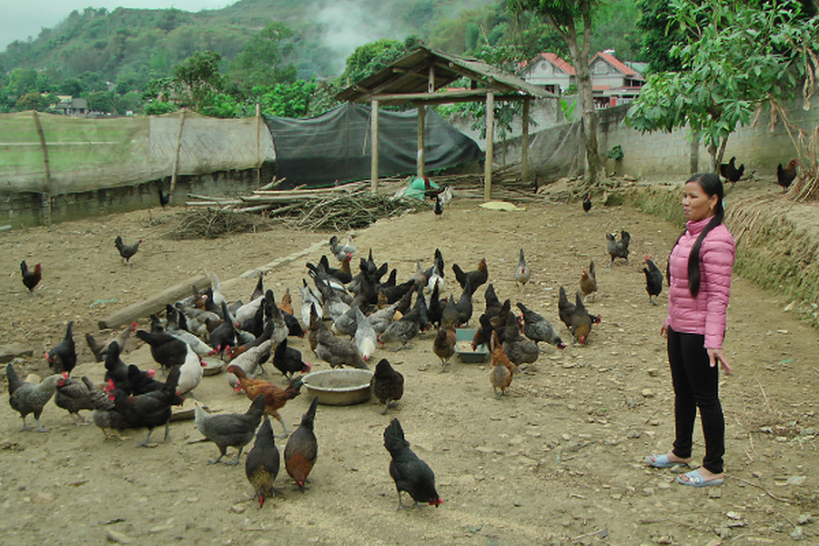 Mô hình chăn nuôi gà thả vườn của chị Sầm Thị Hoàn.