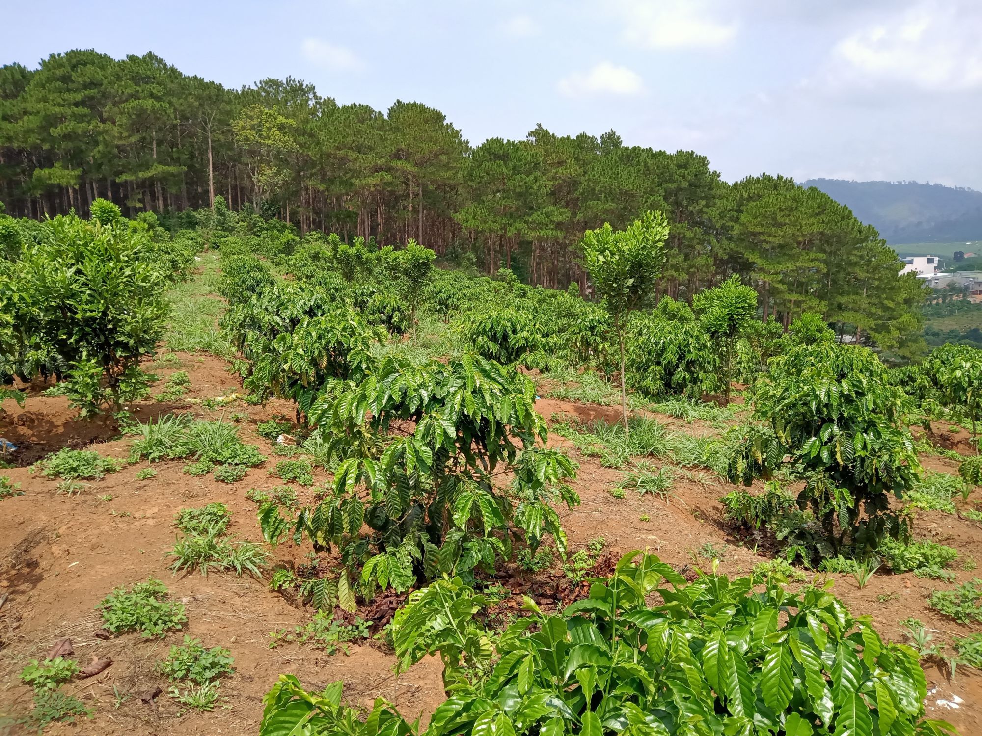  Cây càphê trồng trên diện tích lấn chiếm đất rừng tại xã Phúc Thọ (Lâm Hà, Lâm Đồng). (Ảnh: Đặng Tuấn/TTXVN) 
