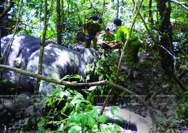 Cơ quan công an đang kiểm tra hiện trường vụ hai cá thể voi hoang dã bị giết chết trong Vườn quốc gia York Đôn vào tháng 8/2013. (Nguồn: Báo ảnh Việt Nam/Vietnam+)