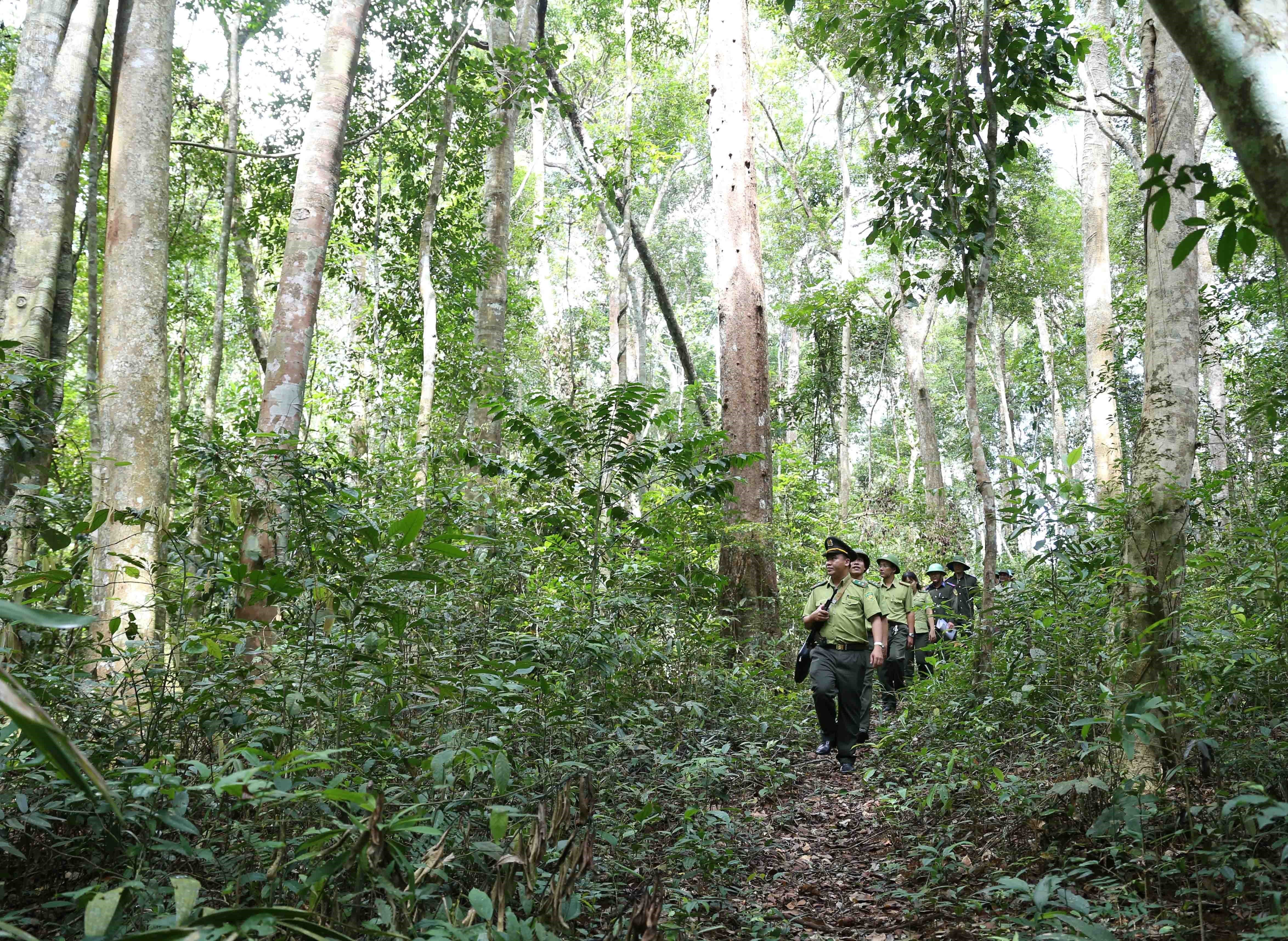 Lực lượng kiểm lâm phối hợp với Ban Quản lý rừng và Công ty Lâm nghiệp trên địa bàn huyện Vĩnh Thạnh, tỉnh Bình Định, triển khai công tác đi tuần tra bảo vệ rừng nguyên sinh trên địa bàn huyện quản lý. (Ảnh: Vũ Sinh/TTXVN)